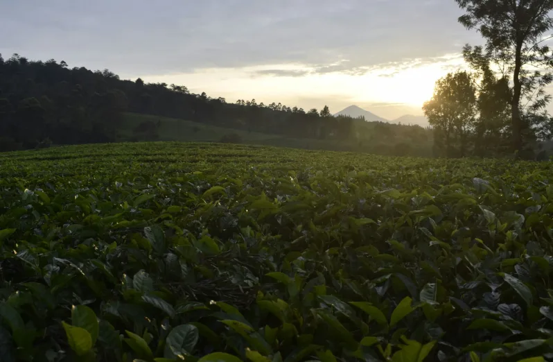 Tempat Wisata Kebun Teh Puncak Bogor