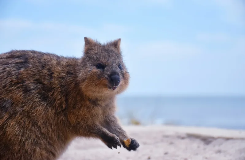 fakta tentang hewan quokka