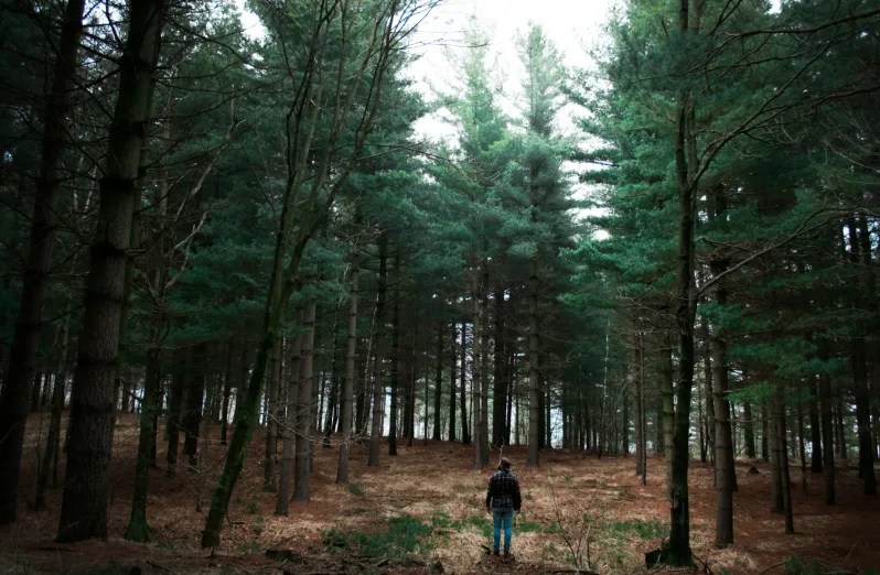 hutan pinus di bogor