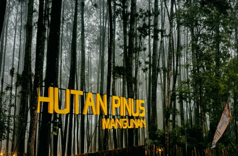 hutan pinus mangunan dan wisata alam jogja