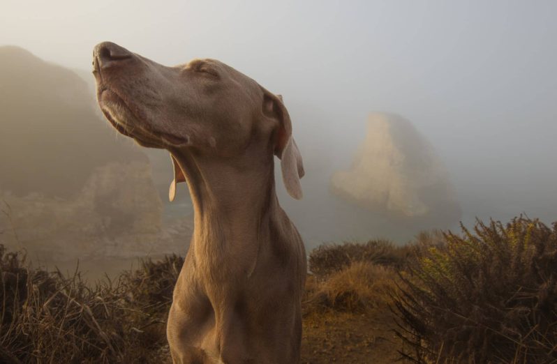 Dog Sniffing - Jeff Nissen via Unsplash