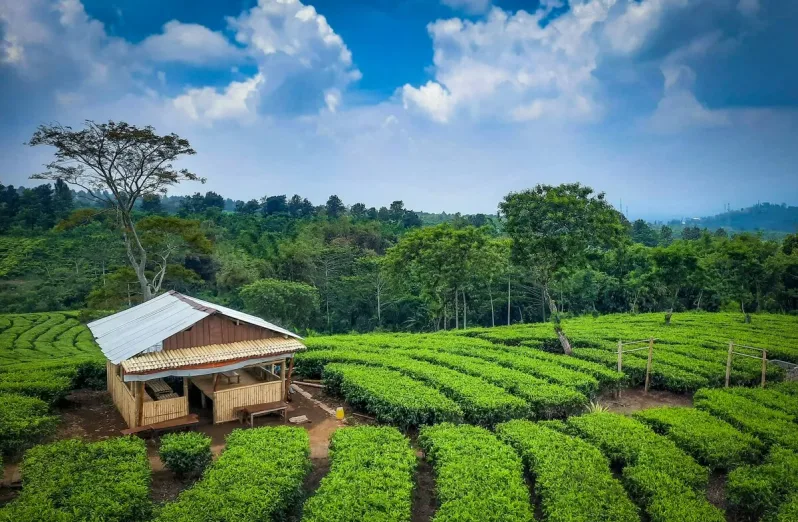 kebun teh malang, gunung panderman