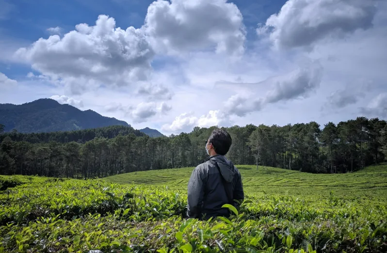 kebun teh sukawana