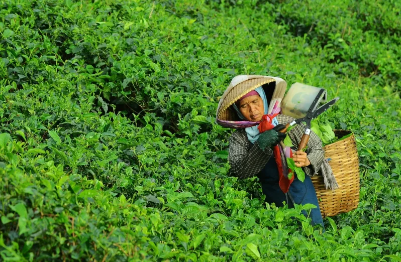 kebun teh wonosari