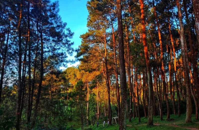 keindahan hutan pinus rahong