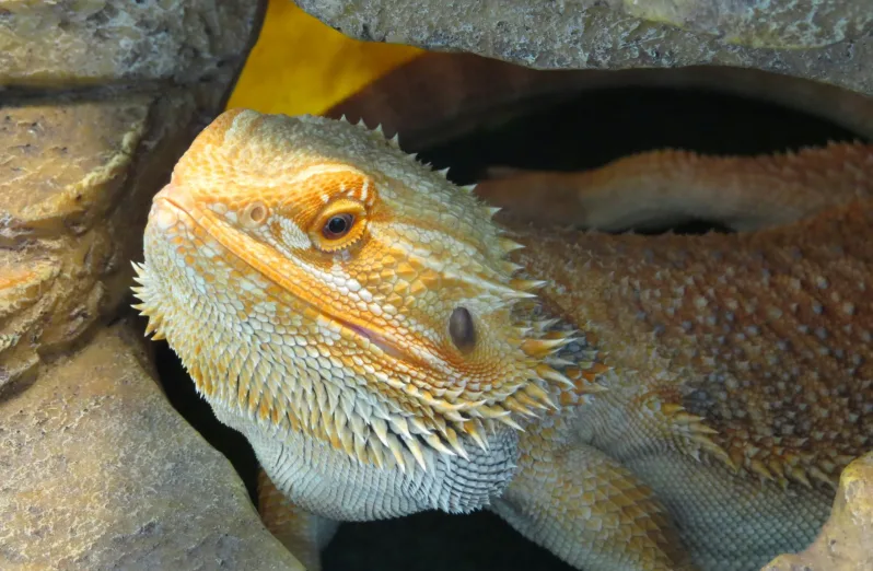 kenali bearded dragon naga berjanggut yang digandrungi pecinta reptil