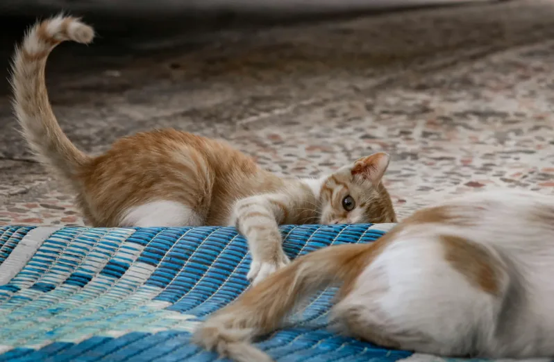 makna gerakan ekor kucing