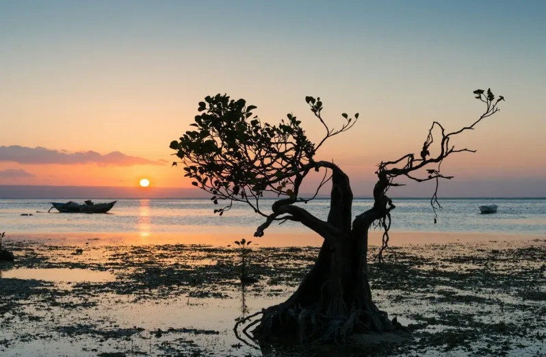 mangrove pantai walakiri