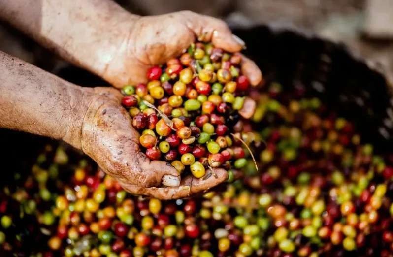 negara penghasil kopi terbesar di dunia - brazil