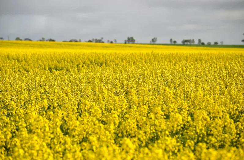 nikmati keindahan bunga canola