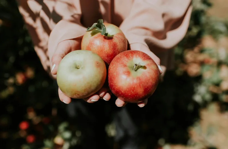 petik buah apel malang