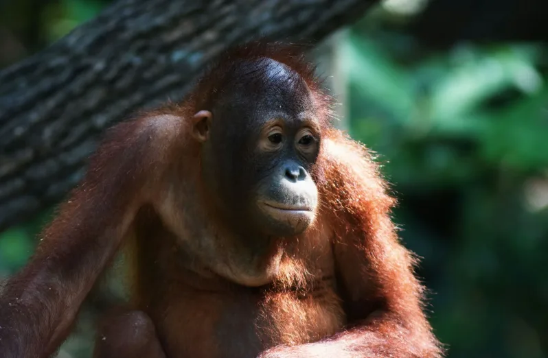 tanjung puting national park