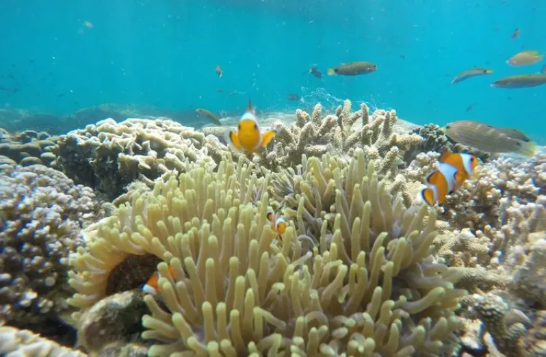 snorkeling gili ketapang