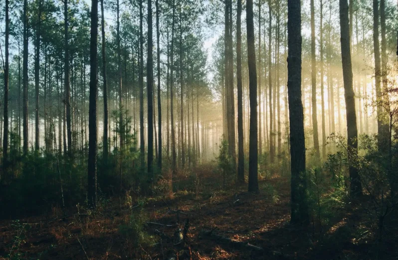 wisata hutan di indonesia