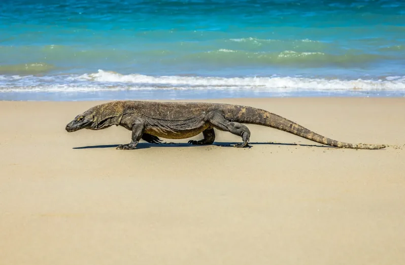 taman nasional komodo, pulau komodo