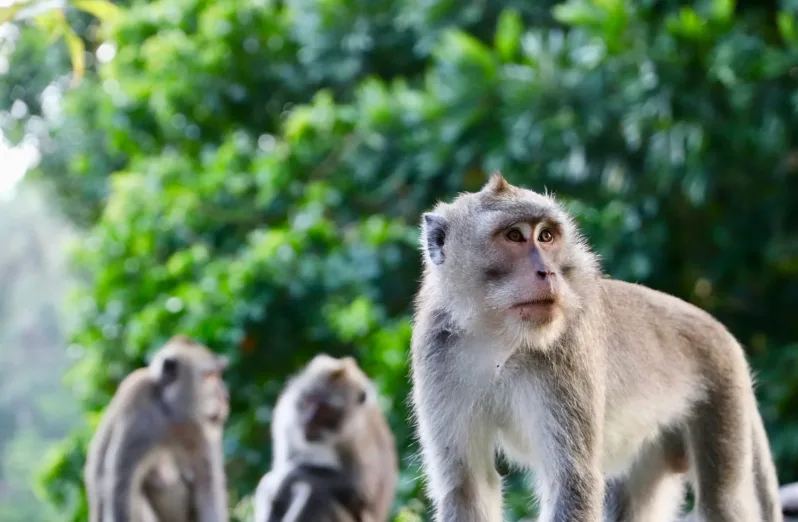 taman wisata kera sibaganding