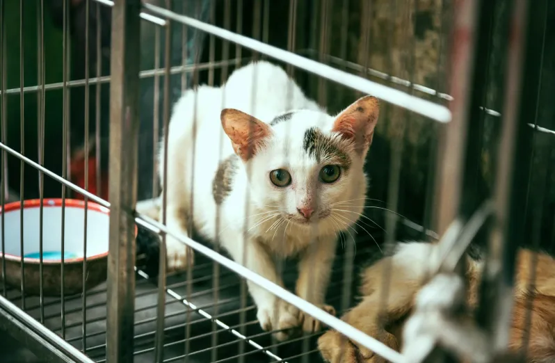 cara membawa kucing naik pesawat