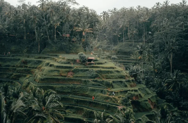 trekking di ubud, sawah ubud