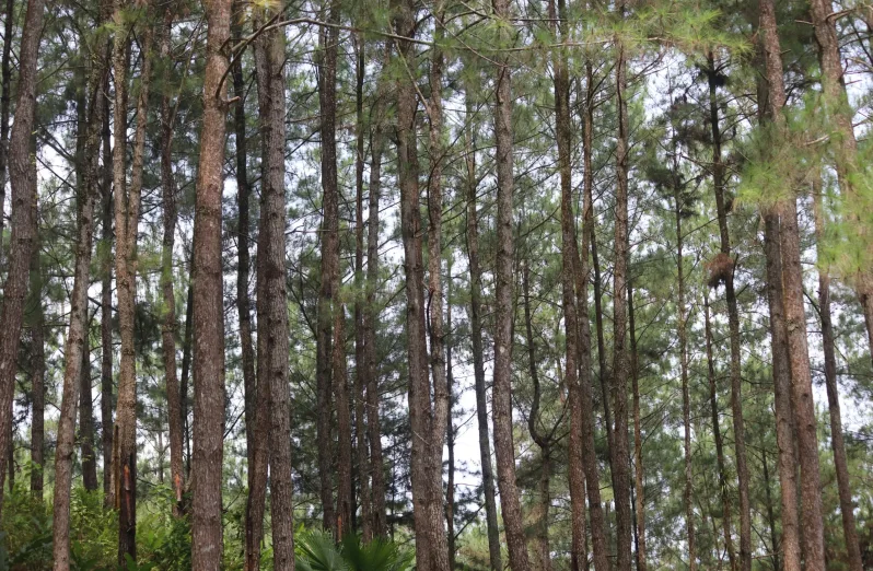 wisata hutan pinus bandung