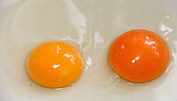Kuning telur manfaat vitamin D