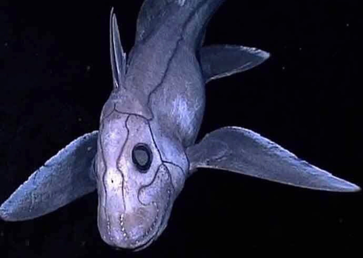 hewan dasar laut paling seram