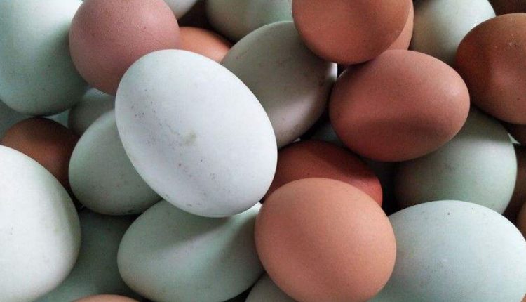 bedanya telur ayam dan telur bebek