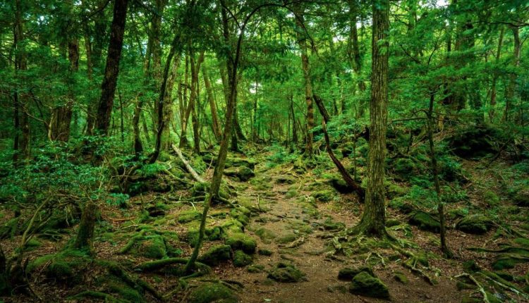 tempat paling seram di dunia hutan Aokigahara