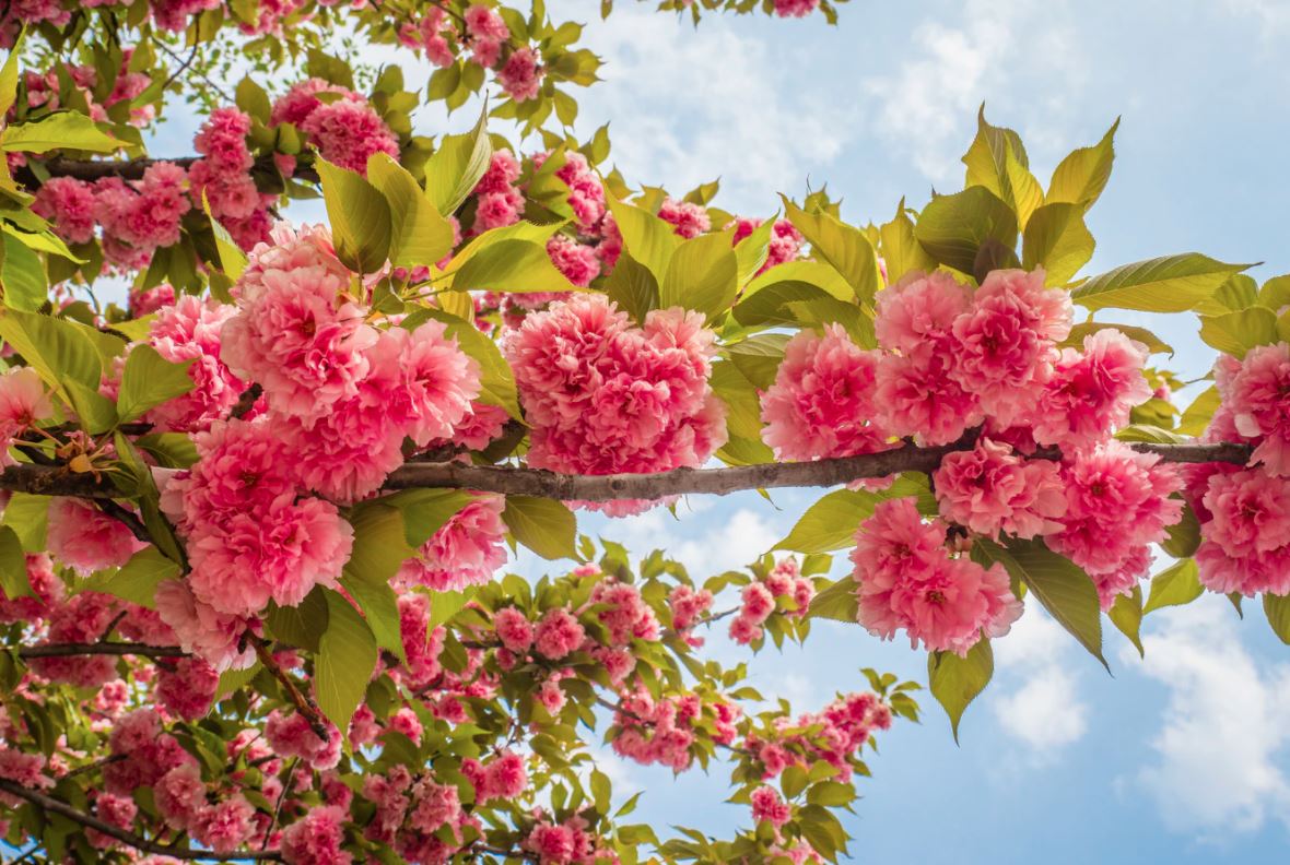 7 Destinasi Wisata Taman Bunga Tercantik yang Wajib Kamu Kunjungi!