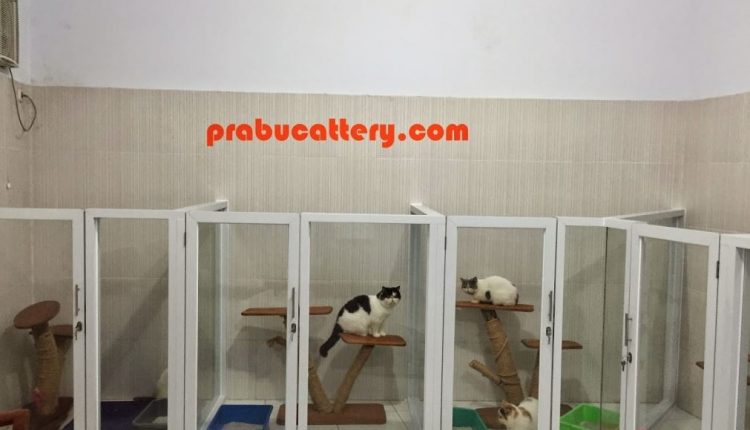 Prabu Cattery Breeder Kucing Jakarta
