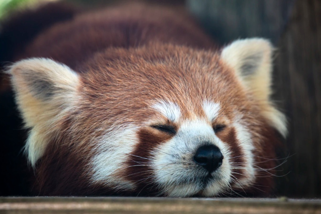 fakta tentang panda merah