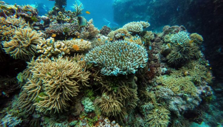 Great Barrier Reef Marine Park taman nasional terbesar di dunia