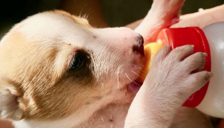 Makan dan minum hewan tips memelihara binatang dengan baik