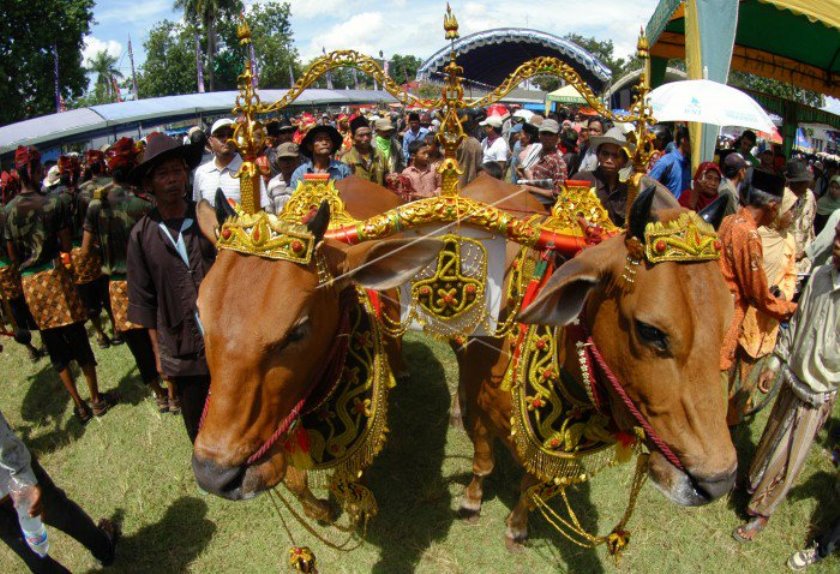 Tradisi Idul Adha Paling Unik di Indonesia