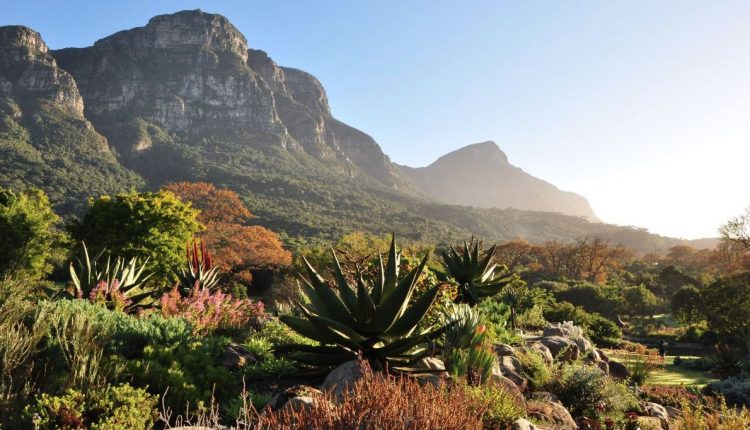 Kirstenbosch National Botanical Gardens kebun raya terindah di dunia