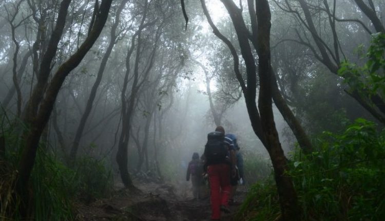 Hutan Gunung Semeru hutan paling angker di Indonesia