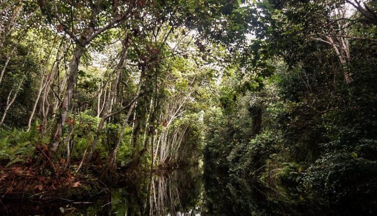 Hutan di Kalimantan hutan paling angker di Indonesia