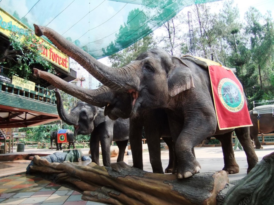 rekomendasi kebun binatang indonesia