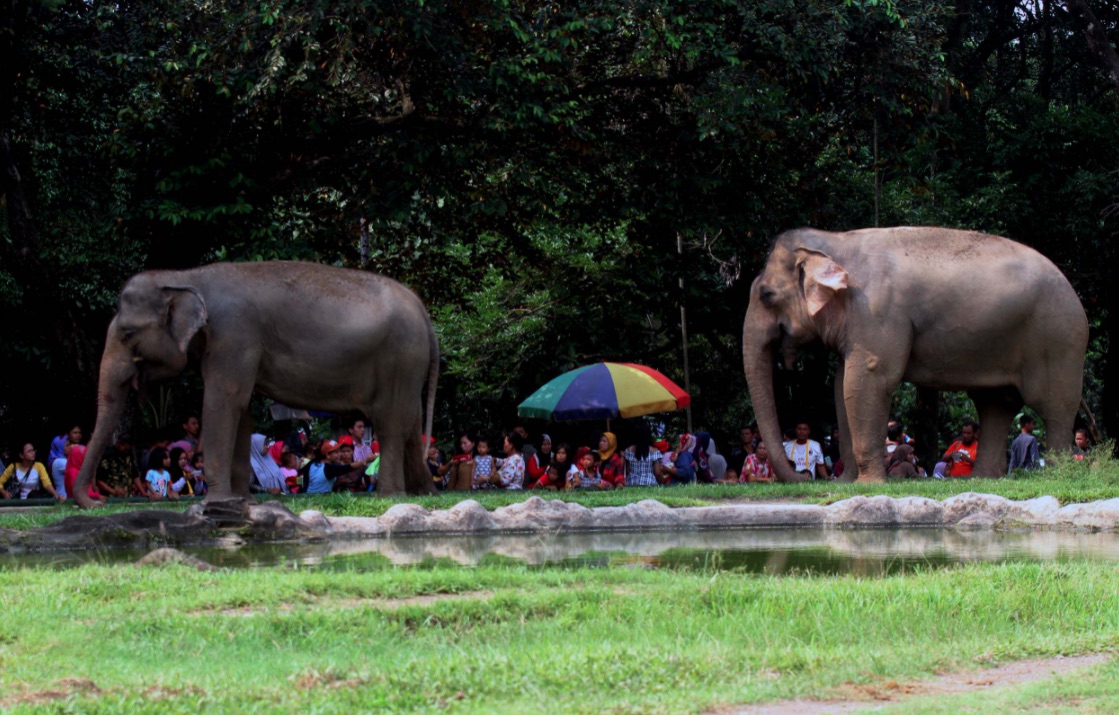 rekomendasi kebun binatang indonesia