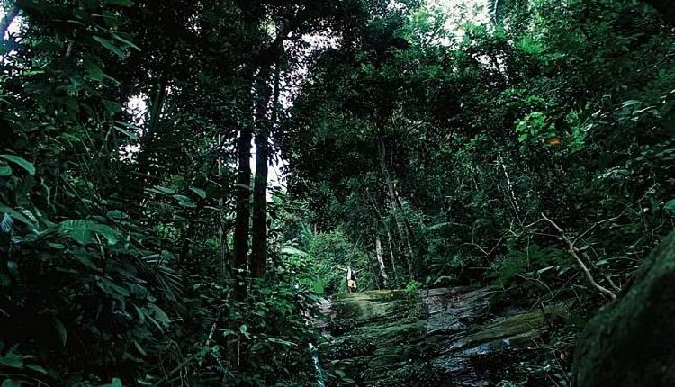 Hutan Paloh hutan paling angker di Indonesia