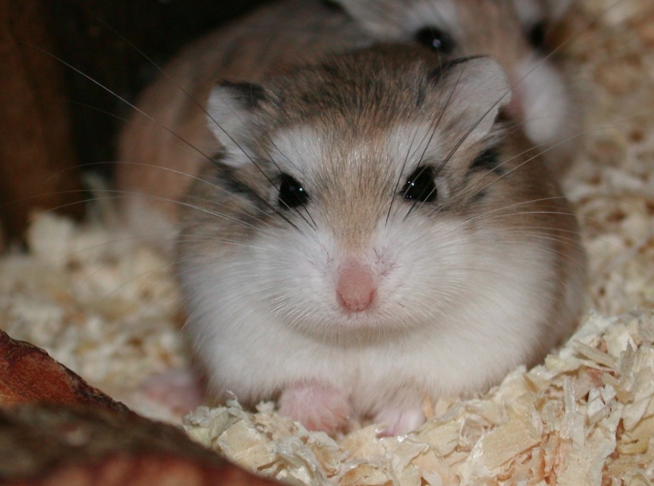 jenis-jenis hamster