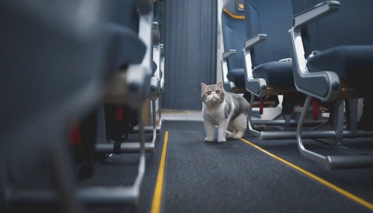 Jangan beri makan kucing cara membawa kucing naik pesawat