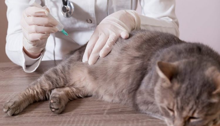 Sedatif dari dokter hewan cara membawa kucing naik pesawat