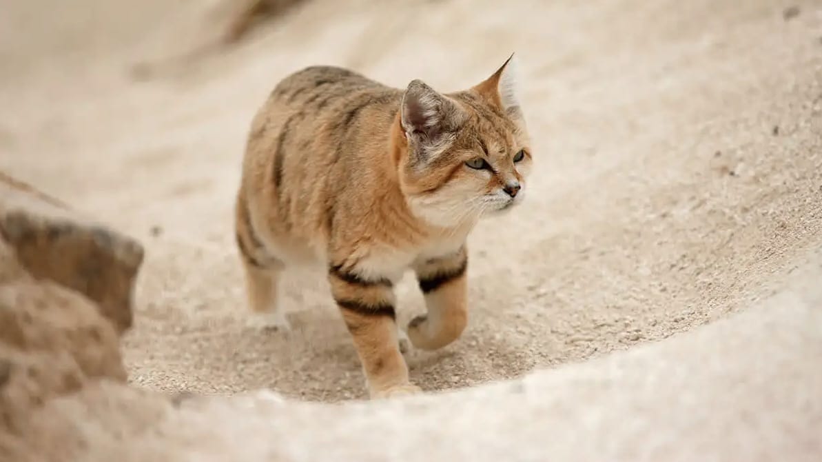 fakta kucing sand cat