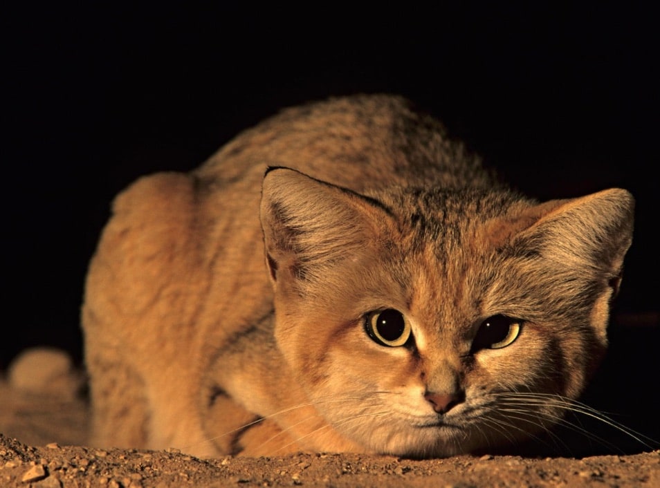 fakta kucing sand cat