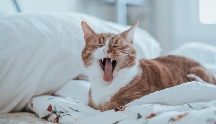 Bau mulut ciri-ciri kucing sakit