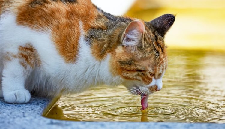 Kucing dehidrasi ciri-ciri kucing sakit