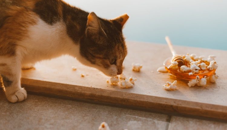 Kurang mau makan ciri-ciri kucing sakit