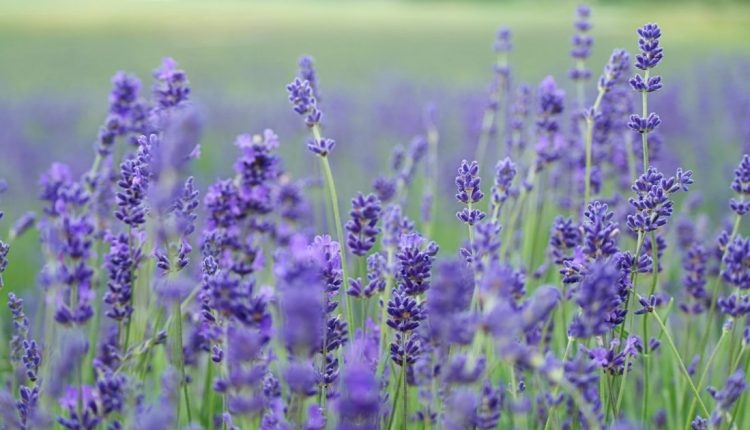 Lavender pereda gatal gigitan serangga