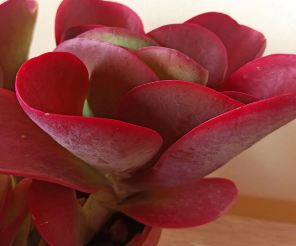 sukulen warna merah, paddle plant