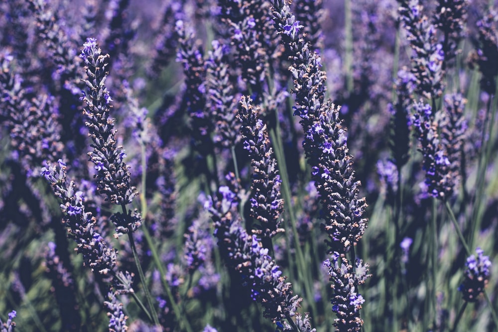 lavender, tanaman mengundang kupu-kupu
